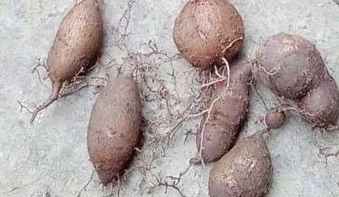 Trong Đông y, cây tam diệp thanh có rất nhiều công dụng cho sức khỏe. 