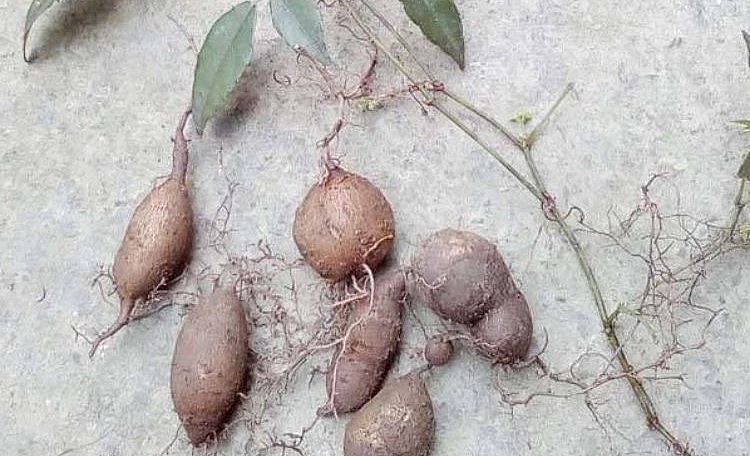 Loại củ mọc hoang có hình thù xấu xí tên gọi Tam diệp thanh có nhiều công dụng với sức khỏe.