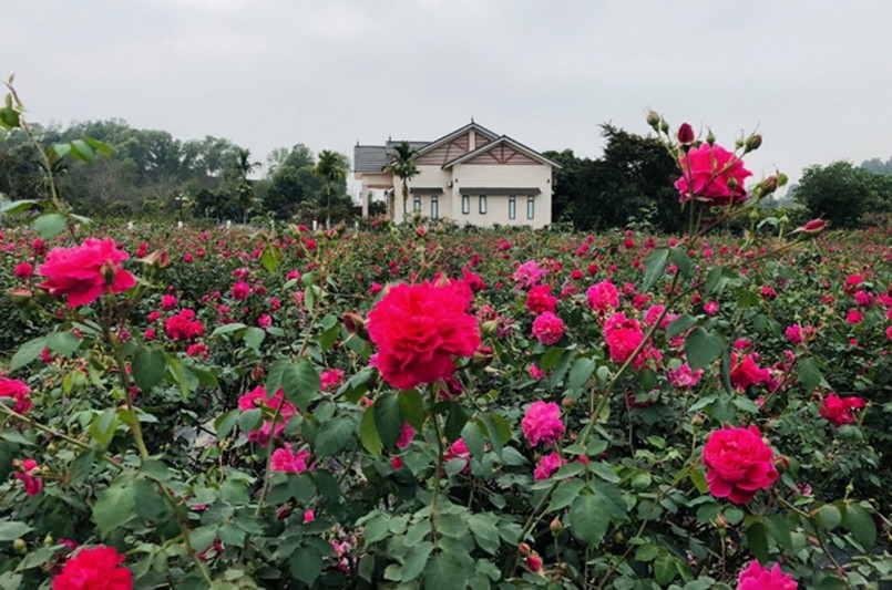 Chị Quyên chỉ trồng các loại truyền thống như hồng đào cổ, hồng quế kép, hồng tường vi, hồng cổ Sapa...