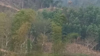 Yên Thế (Bắc Giang): Xử phạt một trường hợp 20 triệu đồng về hành vi phá rừng khoanh nuôi tái sinh