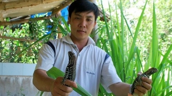 Nuôi loài bò sát là “vua sa mạc”, cho ăn rau cỏ rẻ tiền, bán 700.000 đồng/kg thu hàng trăm triệu đồng