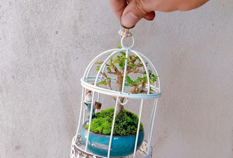 Chậu bonsai siêu mini dễ thương của Đức.