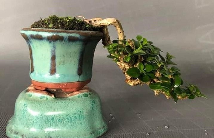 Đức dành thời gian nhiều khi trồng bonsai siêu mini so với dòng kiểng khác.