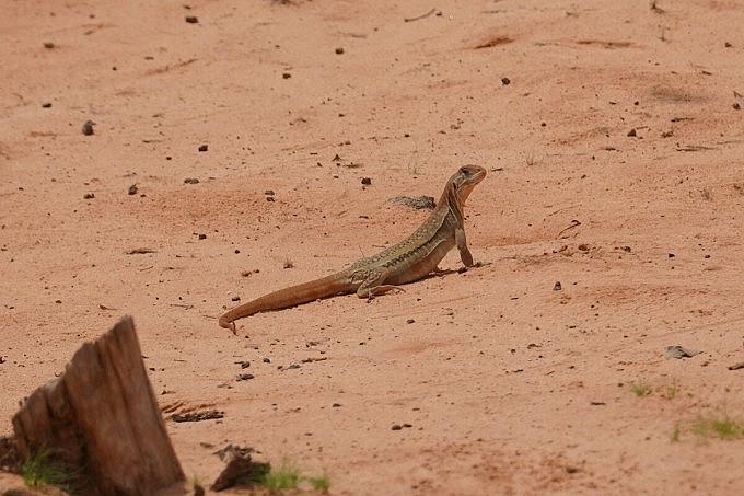 Kỳ nhông được gọi là “vua sa mạc” Kỳ nhông được gọi là “vua sa mạc”