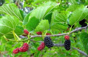 4 loại cây chỉ được trồng sau nhà, đặt trước nhà cửa không yên