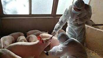 Nữ cử nhân về quê nuôi lợn thu gần 400 triệu/năm vì sao dân mạng sục sôi ném đá?