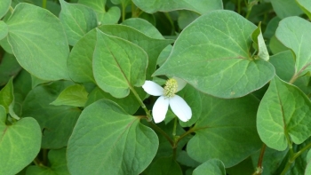 Loại rau là "kháng sinh tự nhiên" cực tốt cho sức khỏe