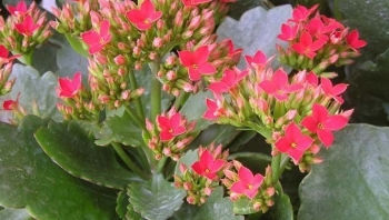 Cây lá bỏng - Loại cây thuốc Nam dễ trồng lại đẹp mắt