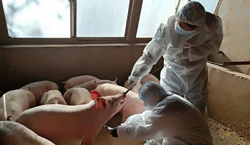 Không ít người quan niệm học đại học phải kiếm việc văn phòng trên thành phố, về quê nuôi lợn là lãng phí.