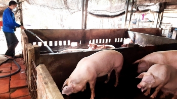 Giá heo hơi hôm nay (14/3) giảm tiếp 2.000 đồng/kg, heo khó xuất vì thương lái hạn chế mua và ép giá