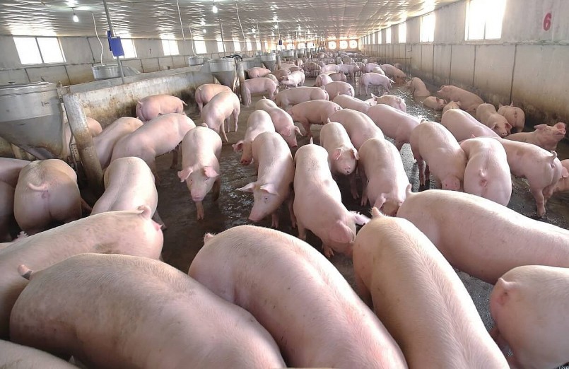 Giá heo hơi hôm nay (14/3) tiếp tục giảm do thương lái mua với số lượng hạn chế và giá thấp hơn mức giá thị trường.