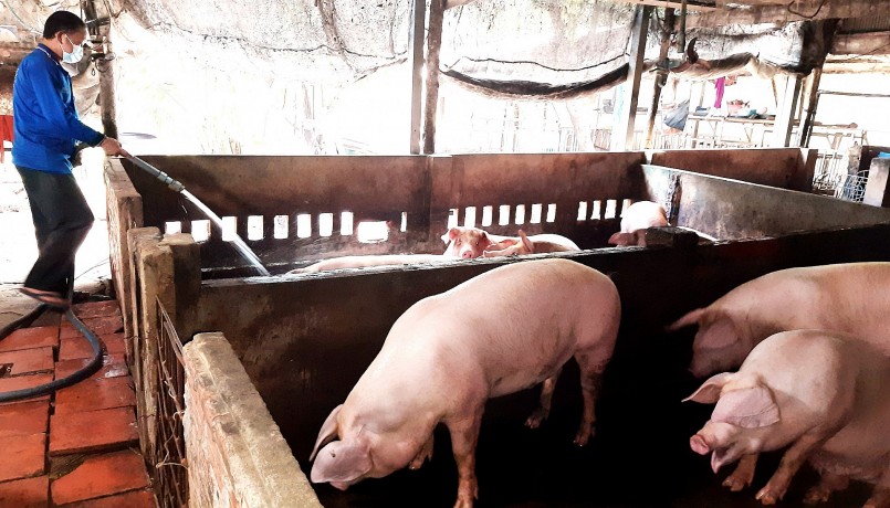 Giá heo hơi hôm nay (14/3) giảm từ 1.000 đến 2.000 đồng/kg tại miền Trung, Tây Nguyên và miền Nam. 