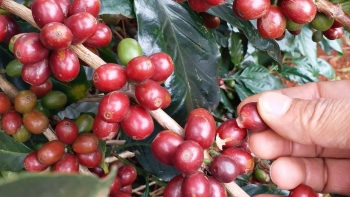 Giá nông sản hôm nay (14/3) cà phê loạn nhịp giảm 300 đồng, hồ tiêu giữ chốt 66.000 đồng/kg