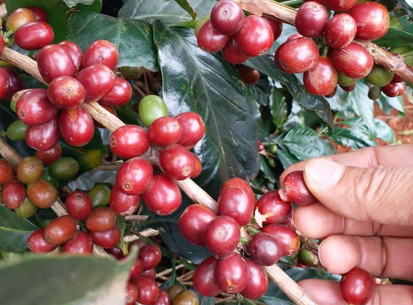 Giá nông sản hôm nay (14/3), cà phê loạn nhịp, trong nước quay đầu giảm 300 đồng/kg. 