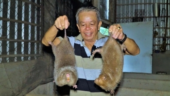 Vỡ nợ vì nuôi heo, lão nông làm liều nuôi loài chuột ăn tre mía, lãi tiền tỷ mỗi năm