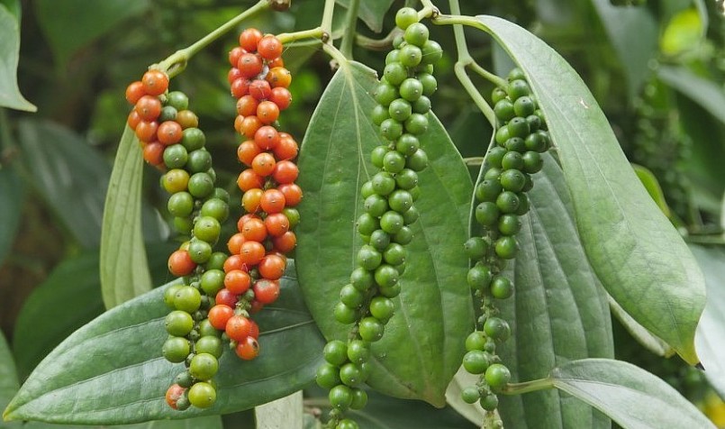 Giá nông sản hôm nay (14/3) giá hồ tiêu duy trì ở mức thấp trong kỳ thu hoạch nên người trồng tiêu kém vui.