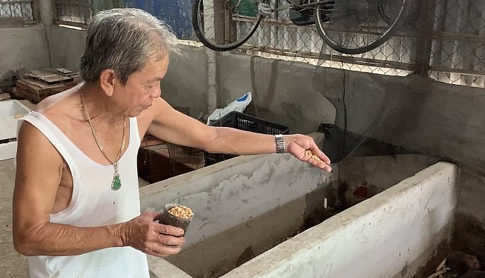 Mỗi ngày ông Hiếu cho dúi ăn 1 lần mỗi con ăn từ 5-10 hạt bắp. Mỗi ngày ông Hiếu cho dúi ăn 1 lần mỗi con ăn từ 5-10 hạt bắp.