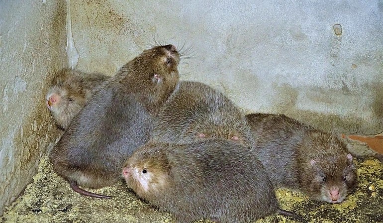 Trừ chi phí, mỗi tháng ông Hiếu mang về thu nhập hơn 100 triệu đồng từ bán dúi thịt và dúi giống. Trừ chi phí, mỗi tháng ông Hiếu mang về thu nhập hơn 100 triệu đồng từ bán dúi thịt và dúi giống.