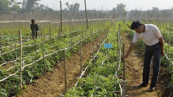 Điện Biên: Chuyển đổi cơ cấu cây trồng gắn với xây dựng nông thôn mới