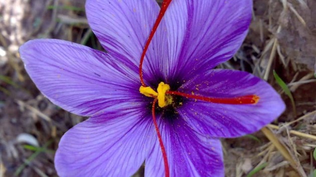 Thứ gia vị bé như que tăm được mệnh danh là "vàng đỏ", ăn vào đẹp da, tốt cho trí nhớ