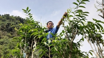 Vì sao đến Chùa Hương ai cũng muốn mua thứ rau rừng đặc sản này và tuyệt chiêu không rửa khi nấu canh?