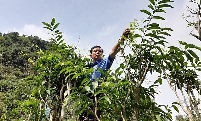 Rau sắng Chùa Hương là loại rau rừng trứ danh có công dụng rất tốt cho sức khỏe.