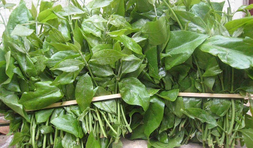 Là non là bộ phận chính dùng để nấu canh nhưng hoa và quả cây rau sắng cũng có những giá trị đặc biệt.