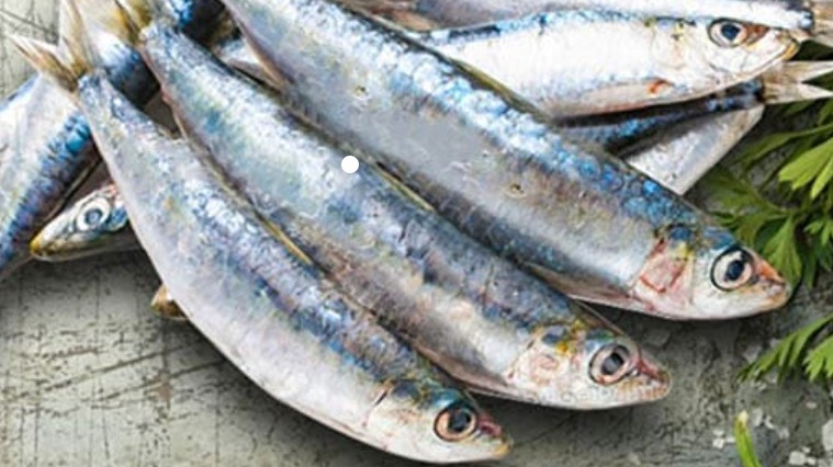 Thị trường cá trích toàn cầu có thể đạt 9,08 tỷ USD vào năm 2033