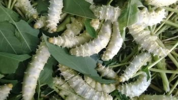 Nghề đặc biệt ấp trứng li ti nở ra loài đặc sản tốt hơn sâm nhung lãi 700 triệu/năm