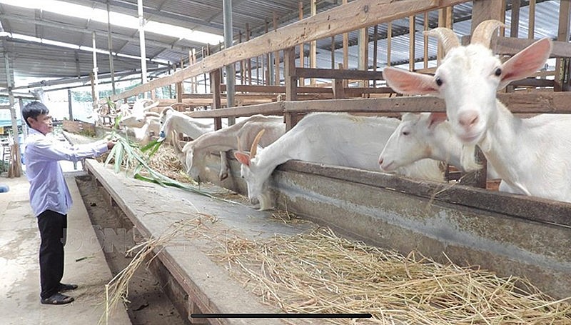 Ông Trần Văn Miên bên mô hình chăn nuôi dê sữa của gia đình