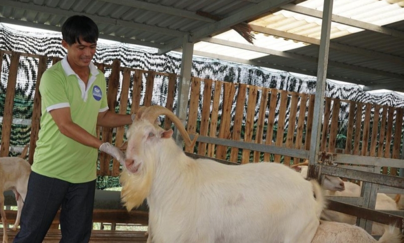 Giống dê Saanen nhập ngoại đã được anh Hải lai tạo và có thể chủ động được nguồn giống để cung ứng cho thành viên HTX.