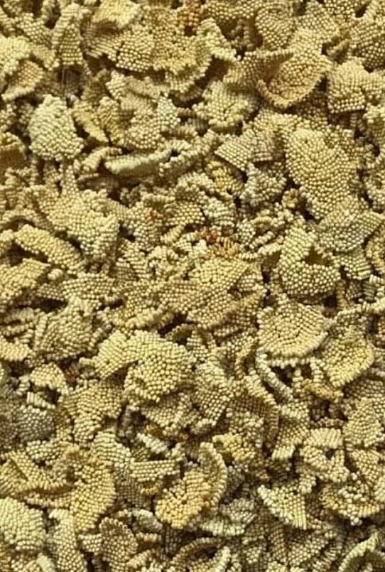 Trứng tằm sắn trước khi chuyển cho các cơ sở nuôi tằm sắn.