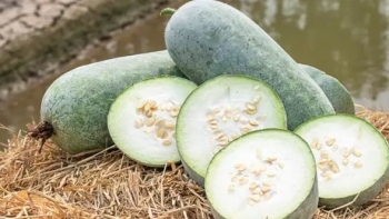 Loại quả giá rẻ không bao giờ chín, tưởng ít bổ dưỡng hoá ra là dược liệu vàng cho sức khỏe