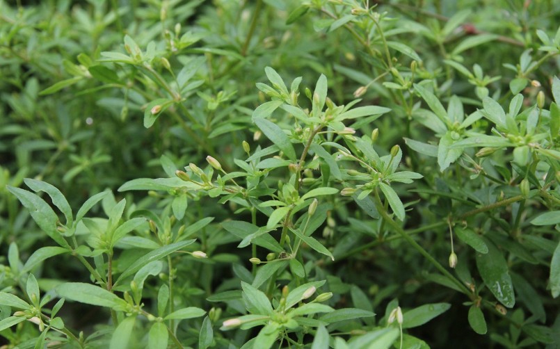 Cây rau đắng quen thuộc vừa là món canh dân dã cũng là dược liệu tốt cho sức khỏe.