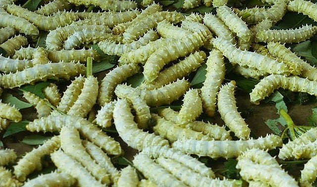 Nghề nuôi tằm sắn phát triển tại nhiều tỉnh thành cả nước.