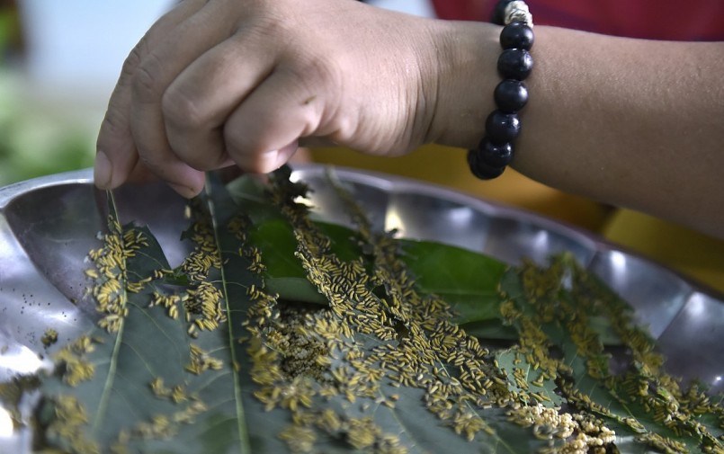 Giống tằm sắn từ cơ sở nhân giống ở Phú Thọ sau khi nở có giá 500.000-800.000 đồng mỗi lạng trứng, lúc cao điểm có thể đến một triệu đồng.