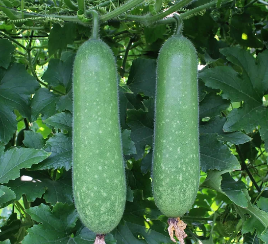 Bí xanh hay còn gọi là bí đao