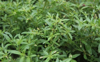 Còn thương rau đắng mọc hoang sau nhà món canh yêu thương làm mát gan bổ thận