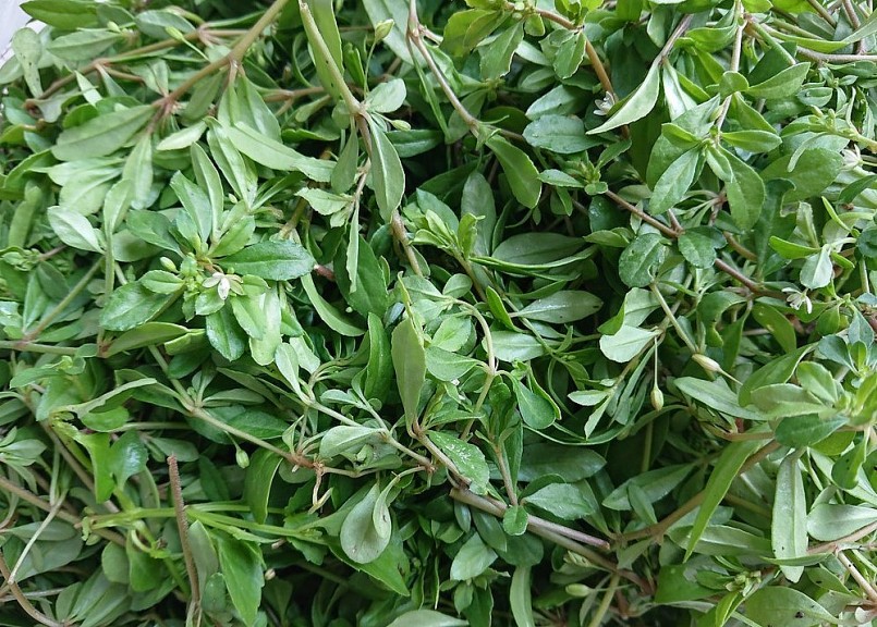 Theo các tài liệu Đông y, dược liệu này làm mát gan do kích thích tiết mật.