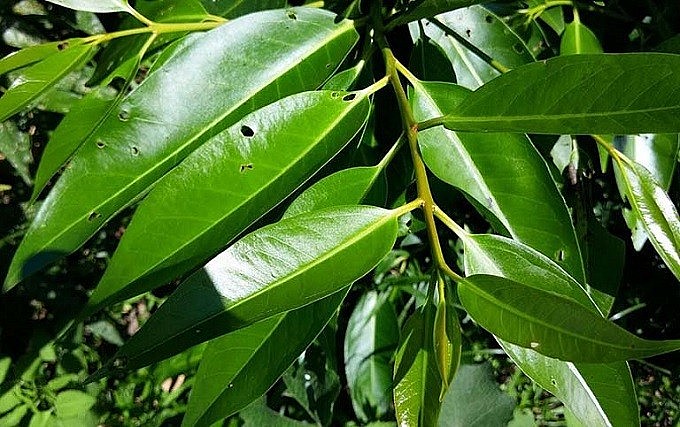 Cây vối được trồng nhiều ở các miền quê