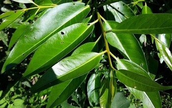 Thứ lá dân dã xưa ở quê đầy không ai lấy, nay đem nấu thức uống giải nhiệt lạ miệng, dân thành phố cũng mê