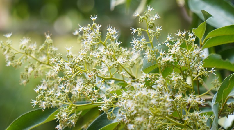 Tháng ba là thời điểm những vườn vải thiều tại Lục Ngạn, Bắc Giang nở rộ hoa. Màu hoa trắng thuần khiết, nối tiếp nhau trải dài bên những miệt vườn.