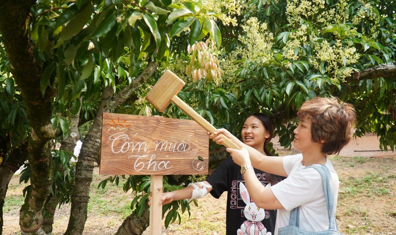 Khi tham quan vườn vải du khách đã đóng cọc để sở hữu ngay cây vải cổ thụ 40 năm tuổi.