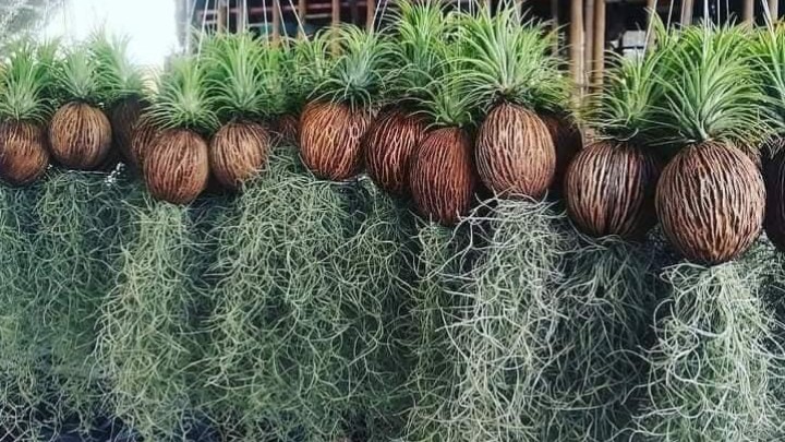 Loại cây "tí hon" chỉ cần một nhánh nhỏ sẽ lan thành rừng, cả năm không chăm vẫn tốt um