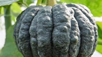 Khéo tay trồng vườn bí ngô độc lạ, ngắm đã mắt, ăn ngọt mát bồi bổ cho cả gia đình