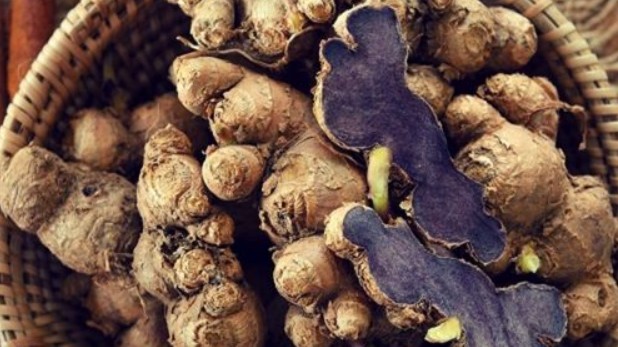 Gừng đen có công dụng “thần kỳ” gì mà giá nửa triệu đồng/kg vẫn thi nhau săn lùng?