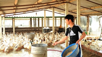 Chỉ nuôi vịt đẻ, một ngày nhặt 8.000 quả trứng, anh nông dân đổi đời thành triệu phú