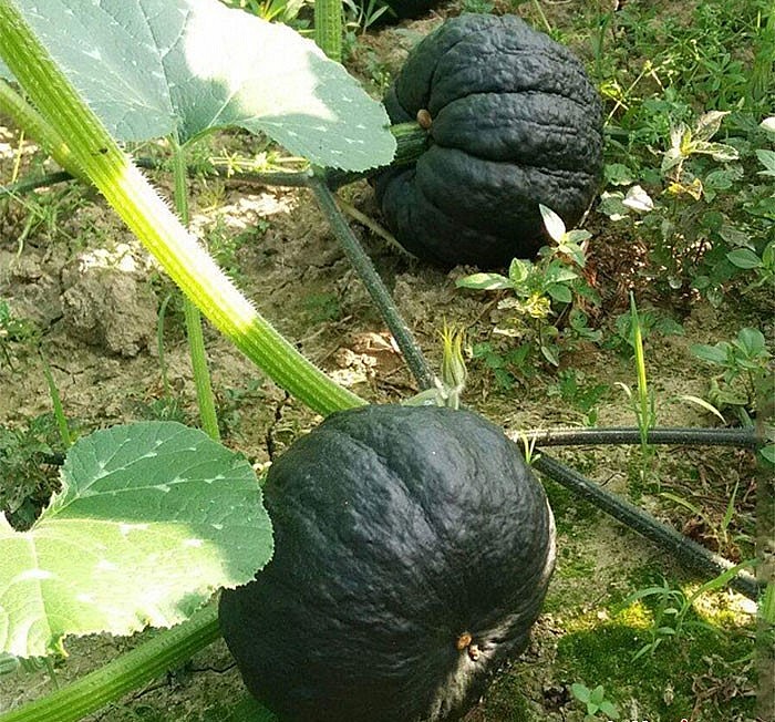 Bí ngô da cóc trung bình nặng 4-5 kg, cuống quả to, thịt quả dày, ngọt, hương vị thơm ngon. Thời gian thu hoạch 70 -75 ngày sau gieo.