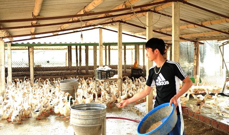 Mô hình nuôi vịt đẻ của anh Nguyễn Đắc Đạo,