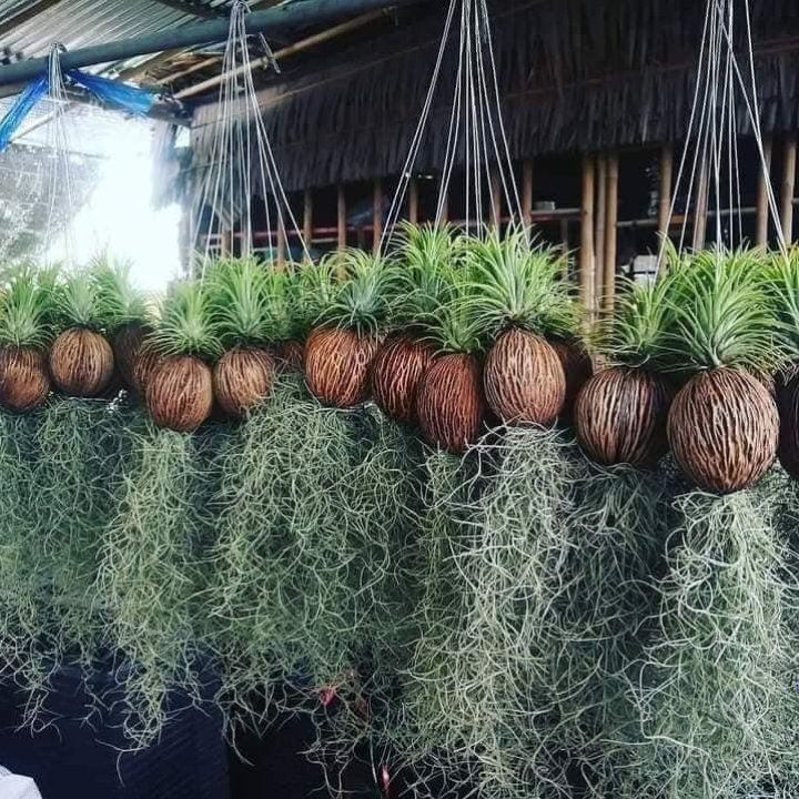 Loại cây "tí hon" chỉ cần một nhánh nhỏ sẽ lan thành rừng, cả năm không chăm vẫn tốt um